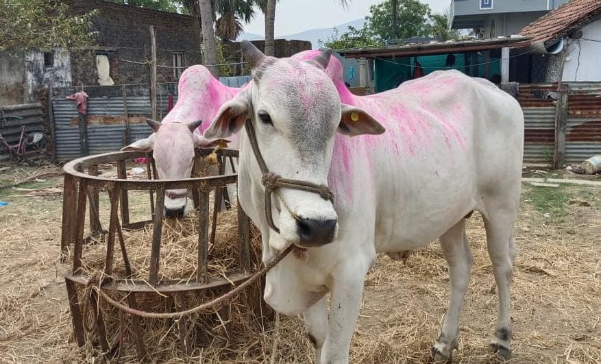 అన్నారం గ్రామంలో దొంగల హల్ చల్